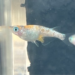 【メダカ】月華15匹の画像