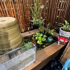 お洒落なビオトープの画像