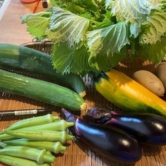 朝どれ[8/8)無農薬野菜セットF