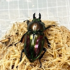 ニジイロクワガタ　ペアの画像