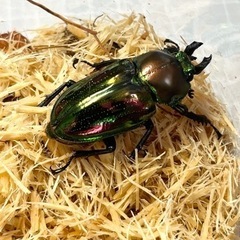 ニジイロクワガタ　ペアの画像