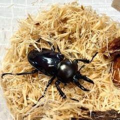 ニジイロクワガタ　ペアの画像