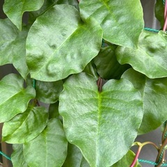 野菜セットの画像