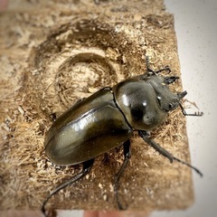 ババオウゴンオニクワガタ  