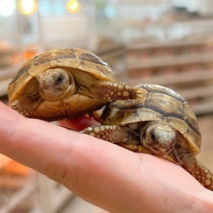 リクガメ　ベビー沢山来てます❗️