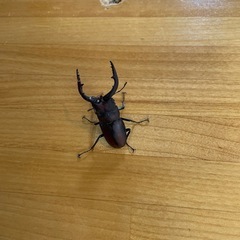 クワガタ