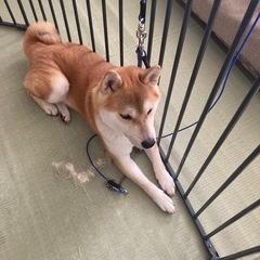 柴犬　至急
