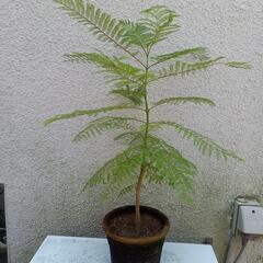 ジャカランダ鉢入り501
