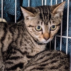 8月18日(日)譲渡会🐾開催‼️🍀すみれペットクリニック様にて『...
