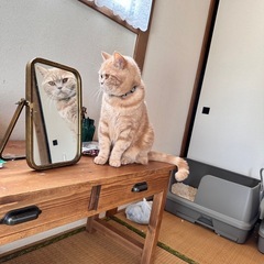 【商談中】ブリティッシュショートヘアの正宗くん
