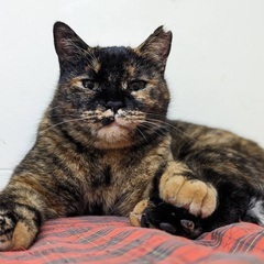 落ち着いた大人猫さん。さりげなく甘えてくる姿が可愛いです