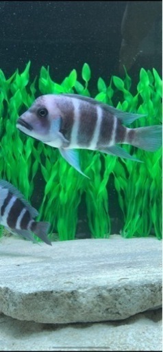 【マニア一押し】
フロントーサ　ワイルドモバ　14センチ　写真個体販売