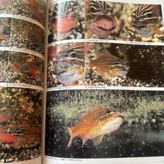 夏❗️海❗️知的好奇心の海の生き物図鑑❗️の画像