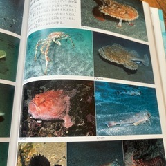 夏❗️海❗️知的好奇心の海の生き物図鑑❗️の画像