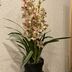 ランキングキーワードに紐づく投稿画像-観葉植物