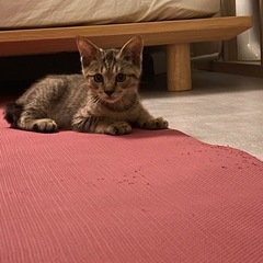 生後3か月過ぎの子猫の里親さまを募集しております