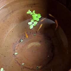 【お話中】楊貴妃4匹 カメごとの画像