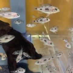 熱帯魚　アフリカンシクリッド  Otopharynx litho...