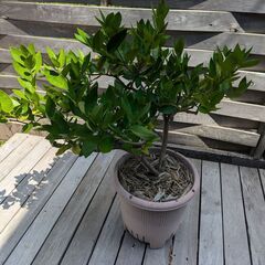 ライム果樹苗　タヒチライム