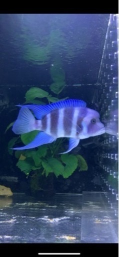 フロントーサ　リンゴリーフ　22センチ　ドイツ産　写真個体販売