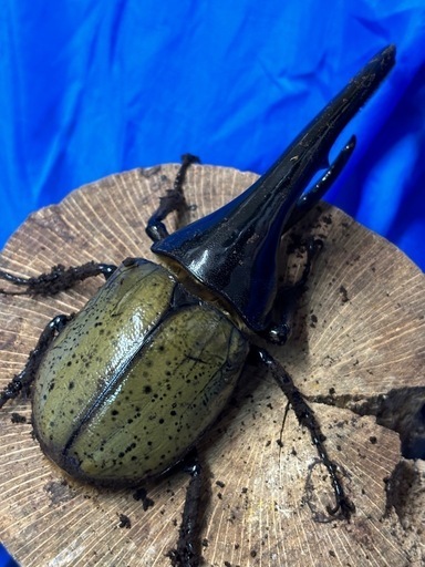 No.20 ヘラクレスオオカブト♂