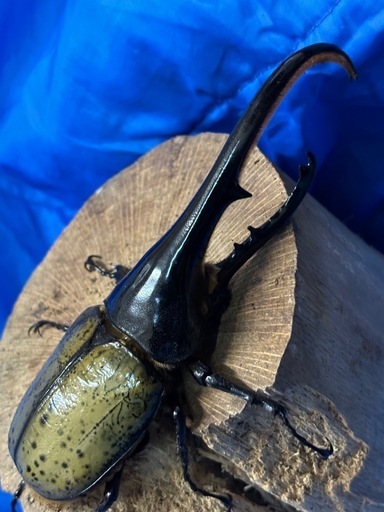 No.21 ヘラクレスオオカブト♂