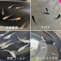 メダカ　卵　5の画像