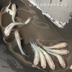 メダカ　卵　5の画像