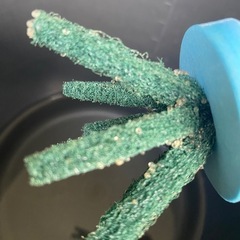 メダカ　卵　5の画像