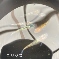 メダカ　卵　5の画像