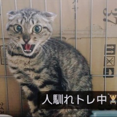 8月11日(日)緊急‼️臨時開催‼️すみれペットクリニック様にて...