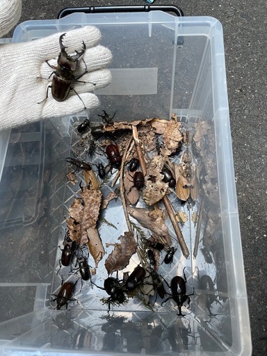 ◆ 天然！　ミヤマクワガタ　カブトムシ　成虫　50頭前後　◆