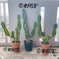 サボテン、観葉植物