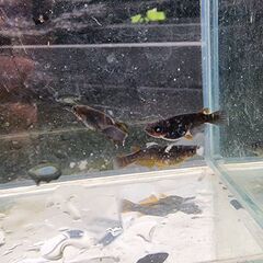 メダカ【カミミネ ブルーアイ血統】取引決定の画像