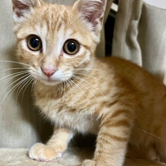 やんちゃで元気いっぱい！茶トラ4か月男の子