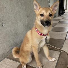 姉妹のお家に引き取りが決まりました
