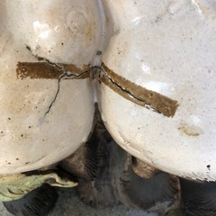 夫婦たぬき　置き物　信楽焼？の画像