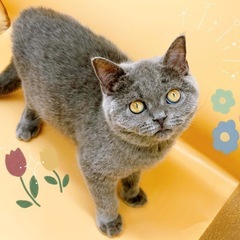 【里親募集】ブリティッシュショートヘア4ヶ月の男の子