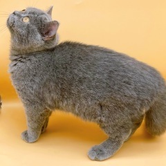 【里親募集】ブリティッシュショートヘア4ヶ月の男の子 - 町田市