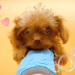 【里親募集】チワワ×トイプードルMIX犬お膝が緩いため里親募集 - 町田市