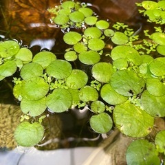 水草差し上げます