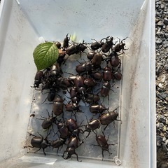 カブトムシ、クワガタ

