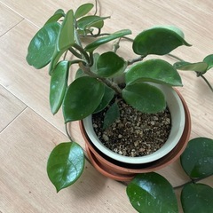 ホヤ パーフェクトグリーンの画像