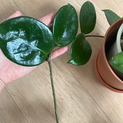 ホヤ パーフェクトグリーンの画像