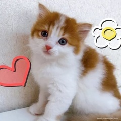 ♡立耳スコ　レッドタビー＆ホワイト　もうすぐ2ヶ月の男の子♡