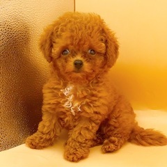 【里親募集】ティーカッププードル　レッドの女の子♡ - 町田市