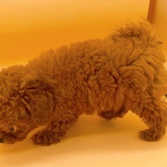 【里親募集】ティーカッププードル　レッドの女の子♡ − 東京都