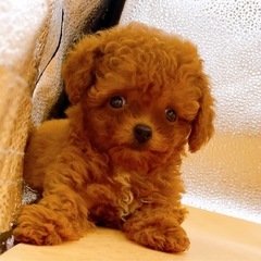 【里親募集】ティーカッププードル　レッドの女の子♡ - ペット