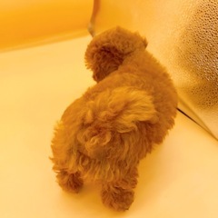 【里親募集】ティーカッププードル　レッドの女の子♡ - 地元のお店