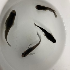 メダカ　黒蜂　2ペア
